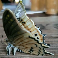 Schwalbenschwanz Beige Deko