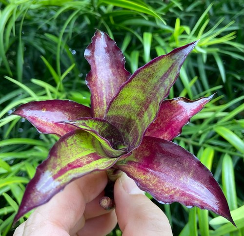 Callisia fragrans basket - ,