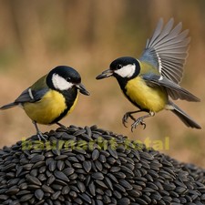 Sonnenblumenkerne schwarz 20kg