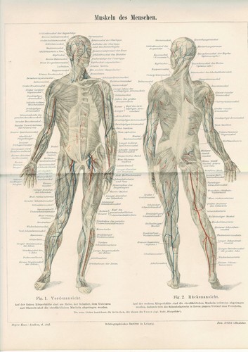 Farbtafel anatomie muskeln - farbtafel,