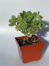 Aeonium haworthii, Kanarisches