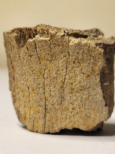 Dinosaurier fossil - dinosaurier,