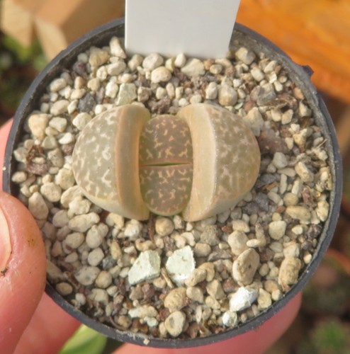 Lithops naureeniae mesembs - 1x,