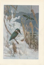 Eisvogel (Alcedo atthis) seltener Kunstdruck von 1901 Wilhelm Kuhnert