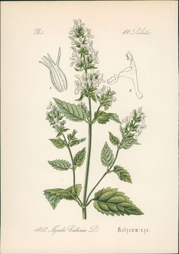 Chromolithographie echte - chromolithographie,