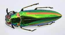 Buprestidae, Chrysochroa rajah nilgiriensis, A1, 35 mm, South-INDIA, #BP212