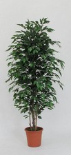 artplants Kunst Ficus