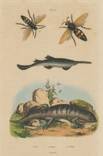 Scie (Säge) Sägefisch. Scinque (Skink). Megascolia maculata (Mammutwespe) 1833