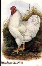 Künstler Ak Rassehuhn, weiße Wyandotte, Hahn - 10891961