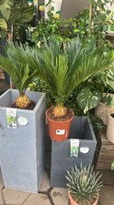 Cycas revoluta 50–80cm Sagopalme Palmfarn pflegeleicht exotische Zimmerpflanze