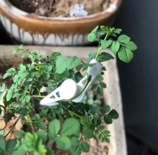 LST Clips Pflanzenclips