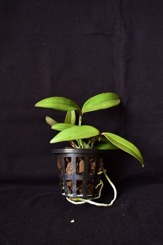 Cattleya peckaviensis - cattleya,