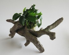 Urwaldbaum mit Anubias Nana - Zwergspeerblatt Wurzel Aquarienpflanze Aquarium