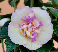 Achimenes(Schiefteller) BriD's Marion Mieschke 5 Rhizome African Violet, Zimmer