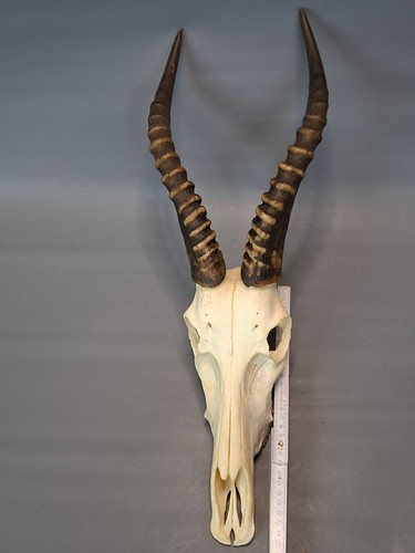 Afrikanisches kudu geweih - afrikanisches,