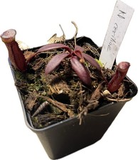 Nepenthes ceciliae, schöne