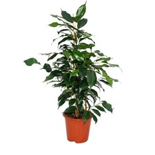 Exotenherz ficus benjamini - -,