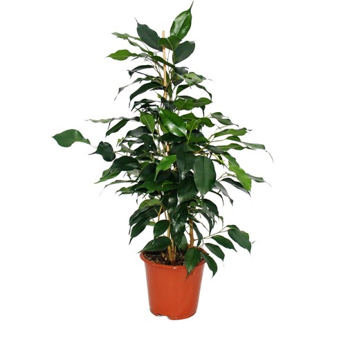 Exotenherz ficus benjamini - -,