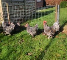 10 Bruteier Mechelner Hühner