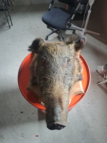 Wildschwein jagd trophäe - wildschwein,