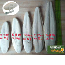 Sepia Sepiaschale Sepiaschalen