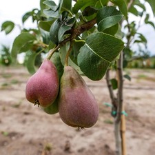 Birnenbaum Xenia - Süße