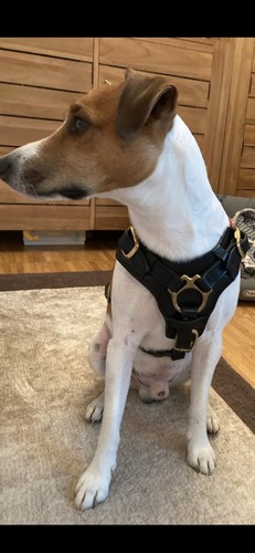 Hunde geschirr und leine - geschirr,