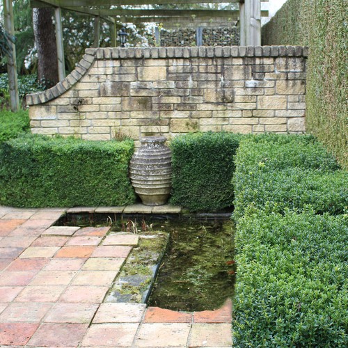Japan hülse ilex crenata - hülse,