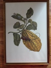 Zedratzitrone und Bockkäfer