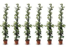 Toskanischen Jasmin - 6 pcs -