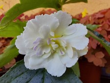 Achimenes (Schiefteller) - BriD's Sweet Alma, -Kirsten Pfeiffer, - Xenia