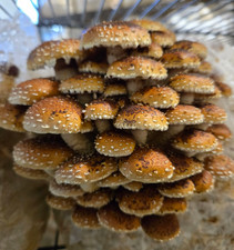 Chestnut Mushroom  Flüssig