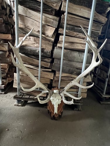 Ender rothwild hirsch - rothwild,