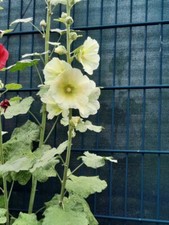 20 Samen von Stockrosen, zitronengelb