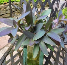 Pallida purple heart - pallida,