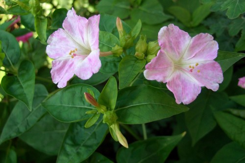 Samen wunderblume mirabilis - 30,
