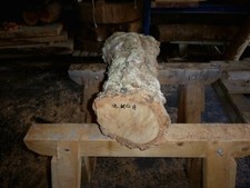 Korkeiche Eiche Baumstamm Korkstamm  Skulptur Holz Rohling Drechselholz 60x26 cm