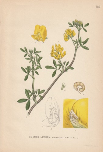 Sichelklee - (medicago, sativa)