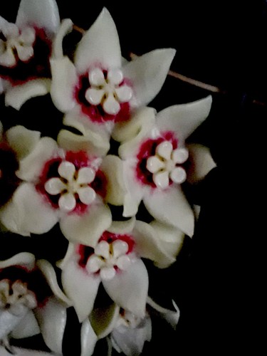 Hoya calycina stargazer mit - calycina,