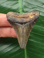 5,3 cm dolchförmiger Zahn des