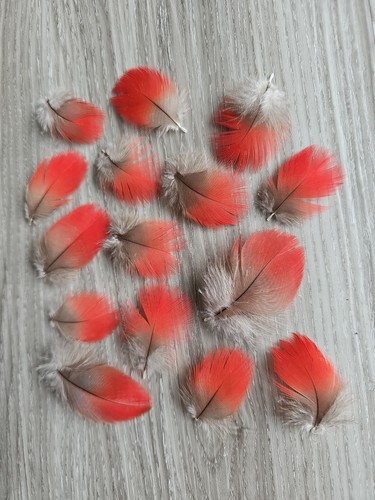 Rote vogelfeder - 15,