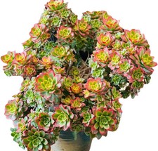 Aeonium Kiwi Succulent Healthy