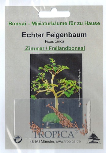 Bonsai samen ficus - bonsai, carica