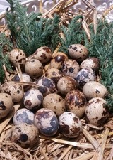 48 Frische Wachteleier