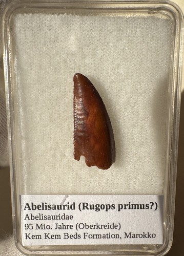 Raubsaurier zahn - zahn, (abelisaurid)