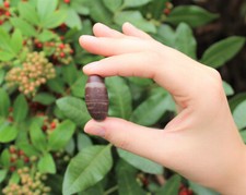 One Shiva Lingam Stone, Small