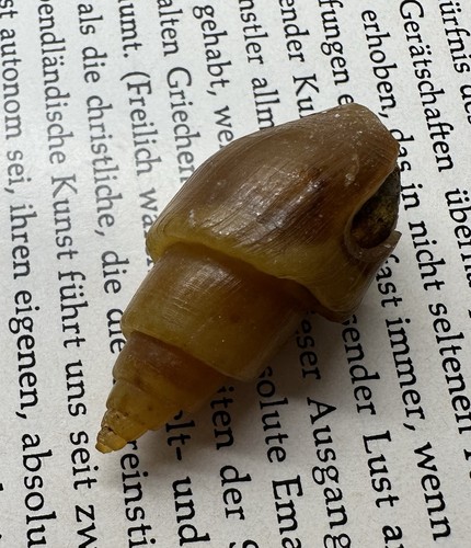 Achatisierte turitella - achatisierte,