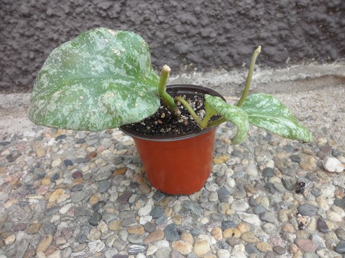 Hoya waymaniae cloudy sky - 'cloudy, sky'