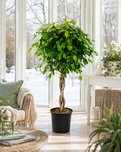 Birkenfeige ficus benjamina - ficus,