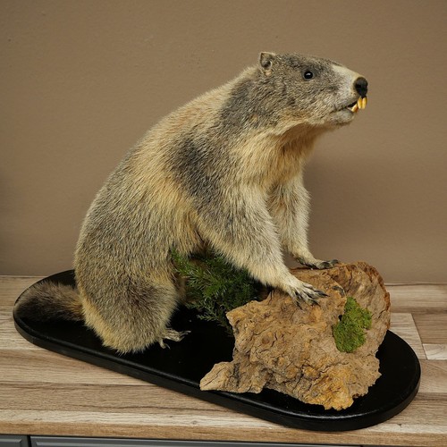 Murmeltier präparat auf holz - murmeltier,